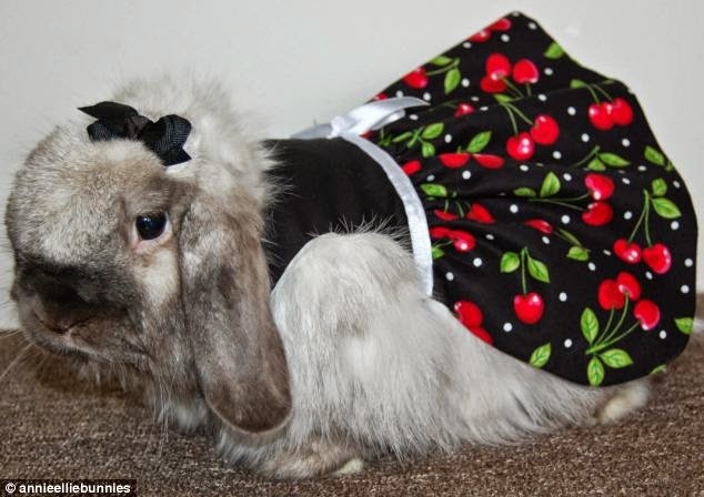 Los conejos mejor disfrazados: ¡Súper tiernos!