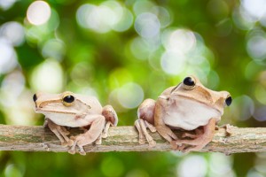 Los padres mÃ¡s ejemplares del reino animal