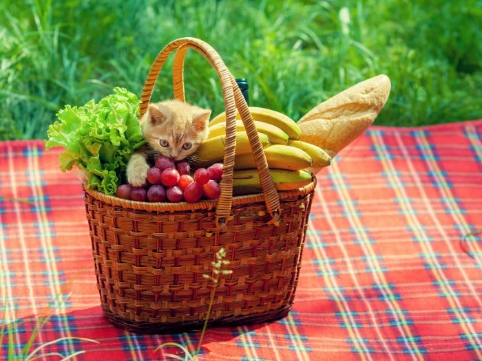 Alimentos peligrosos o perjudiciales para los gatos