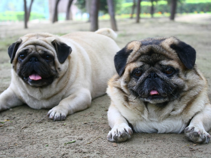 Como Identificar Y Evitar El Sobrepeso En Perros