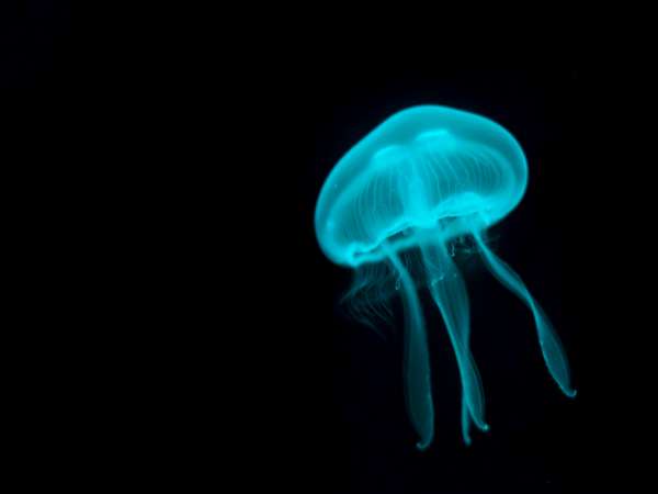 Cómo tratar las picaduras de medusa en los niños